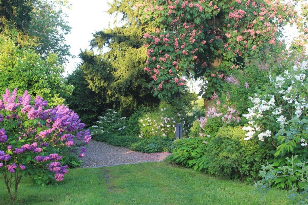 Managing Lilacs