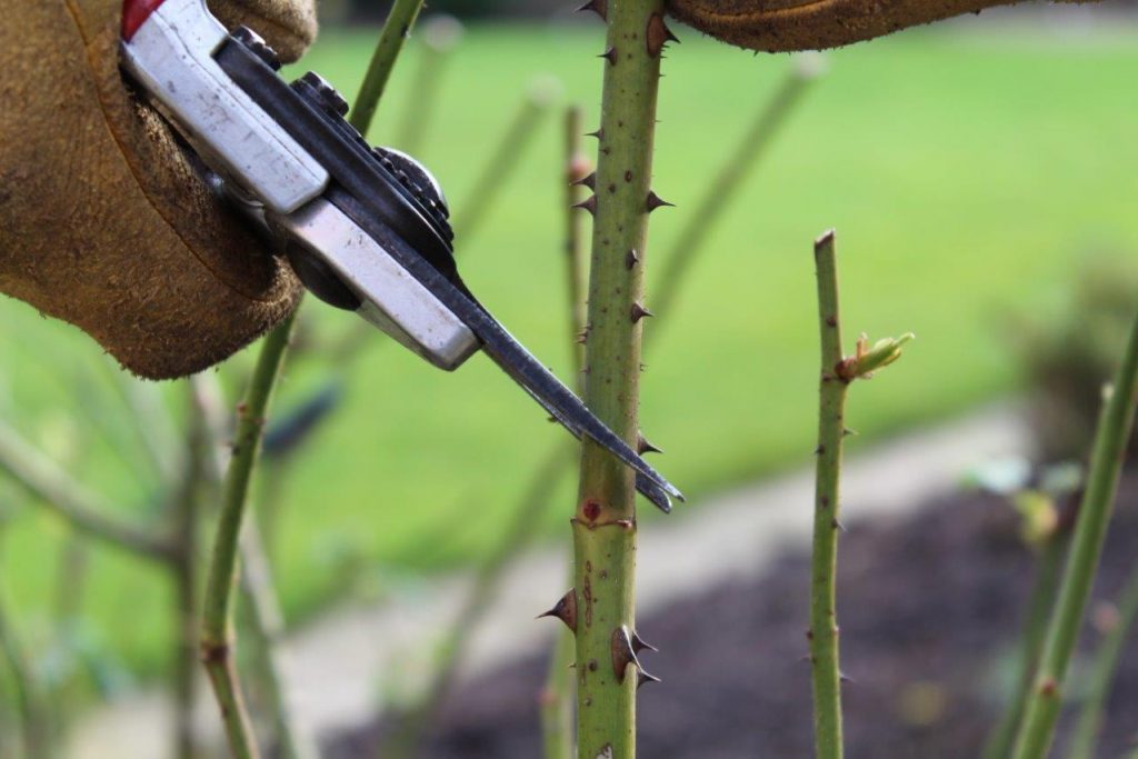 Pruning Repeatflowering Roses