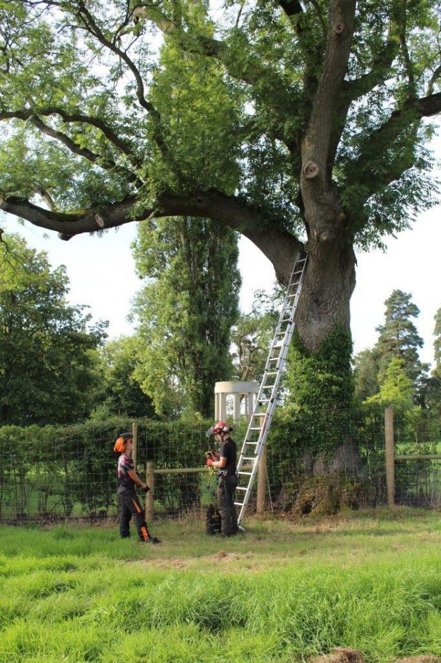 Pollarding An Old Ash Tree