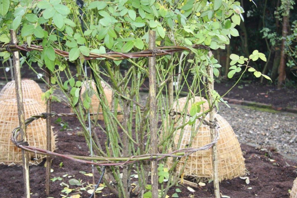 Hazel Coppicing and Building Rose Supports