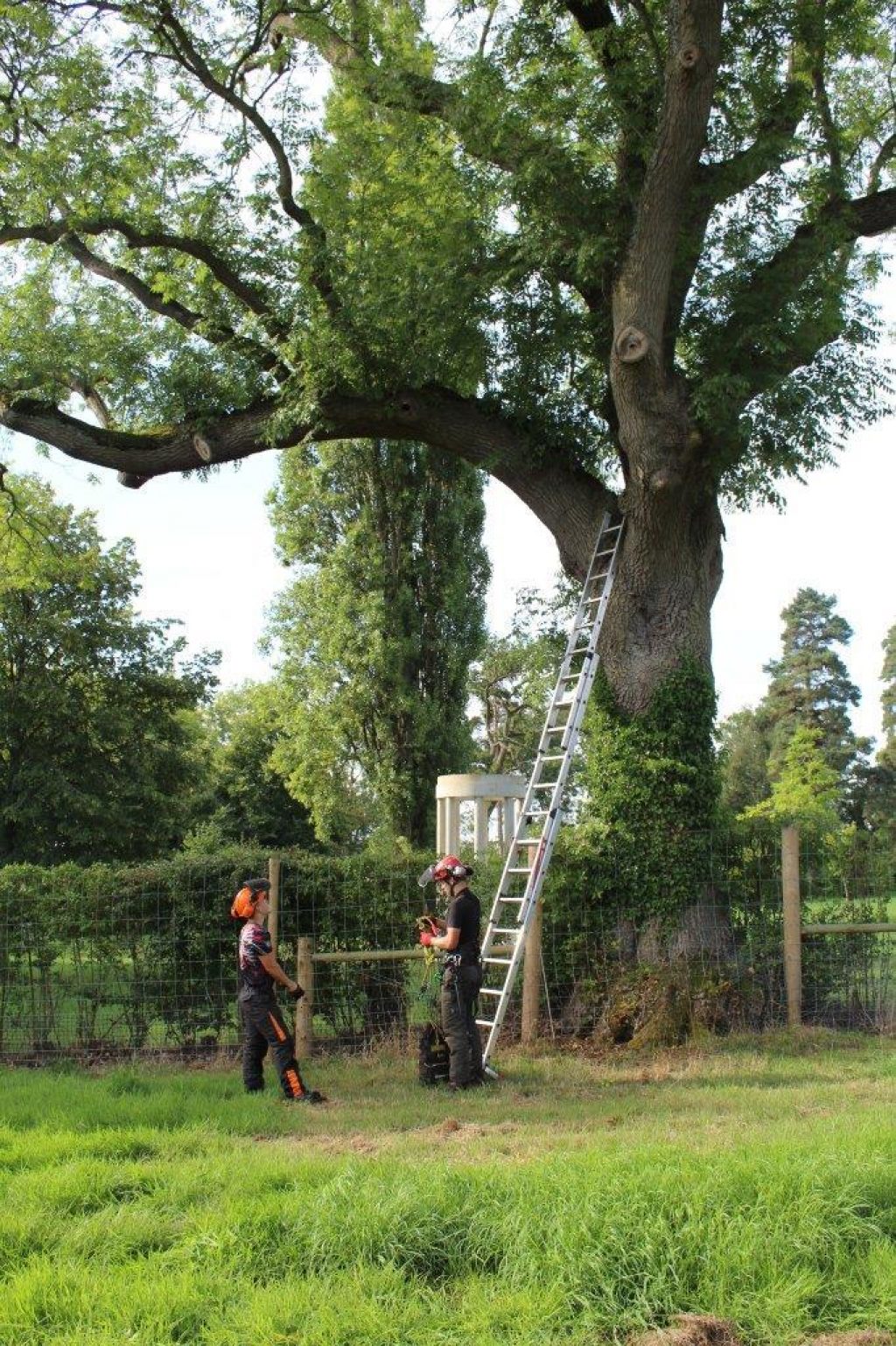 Pollarding an old Ash tree