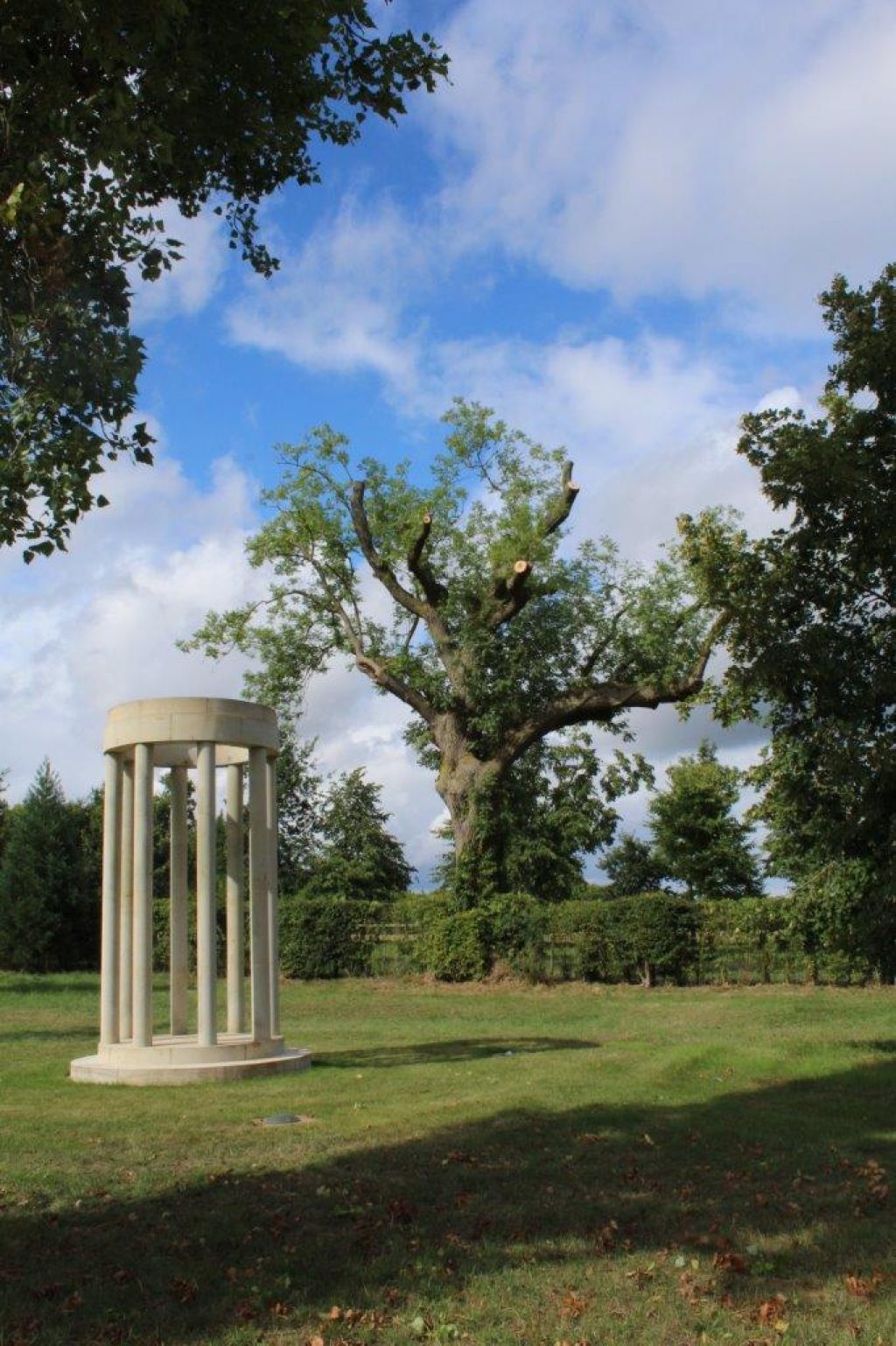 Pollarding an old Ash tree