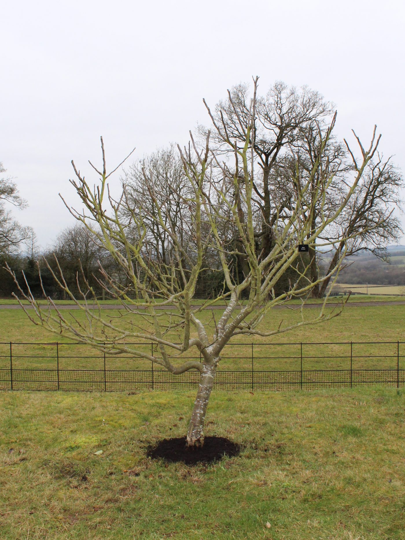 Pruning Fruit Trees