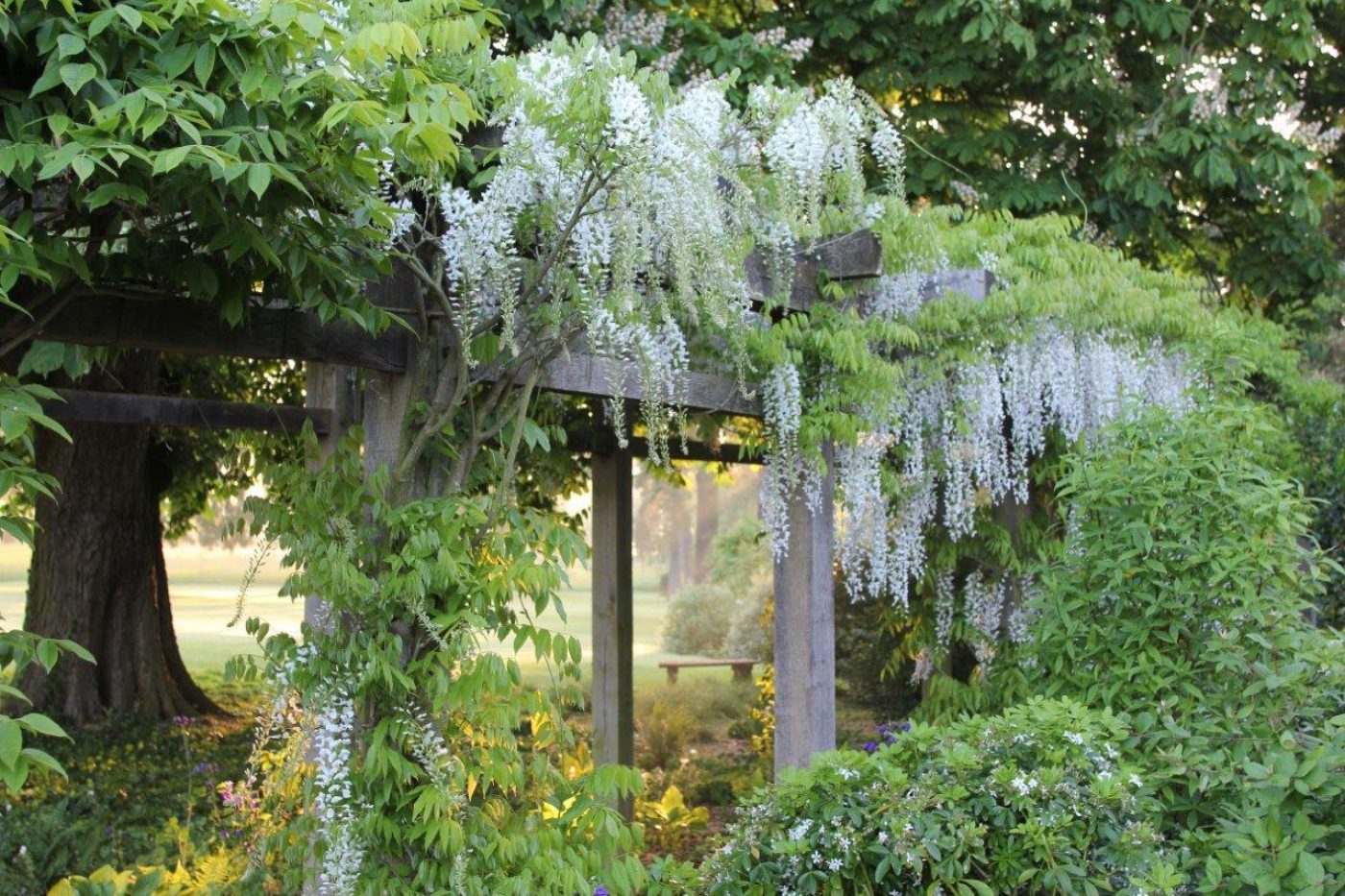 Winter Pruning of Wisteria