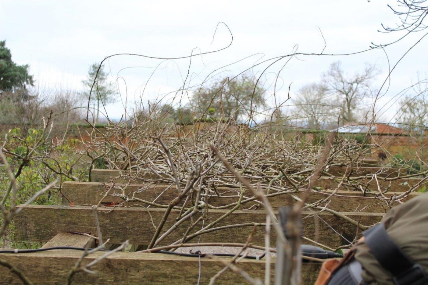 Winter Pruning of Wisteria
