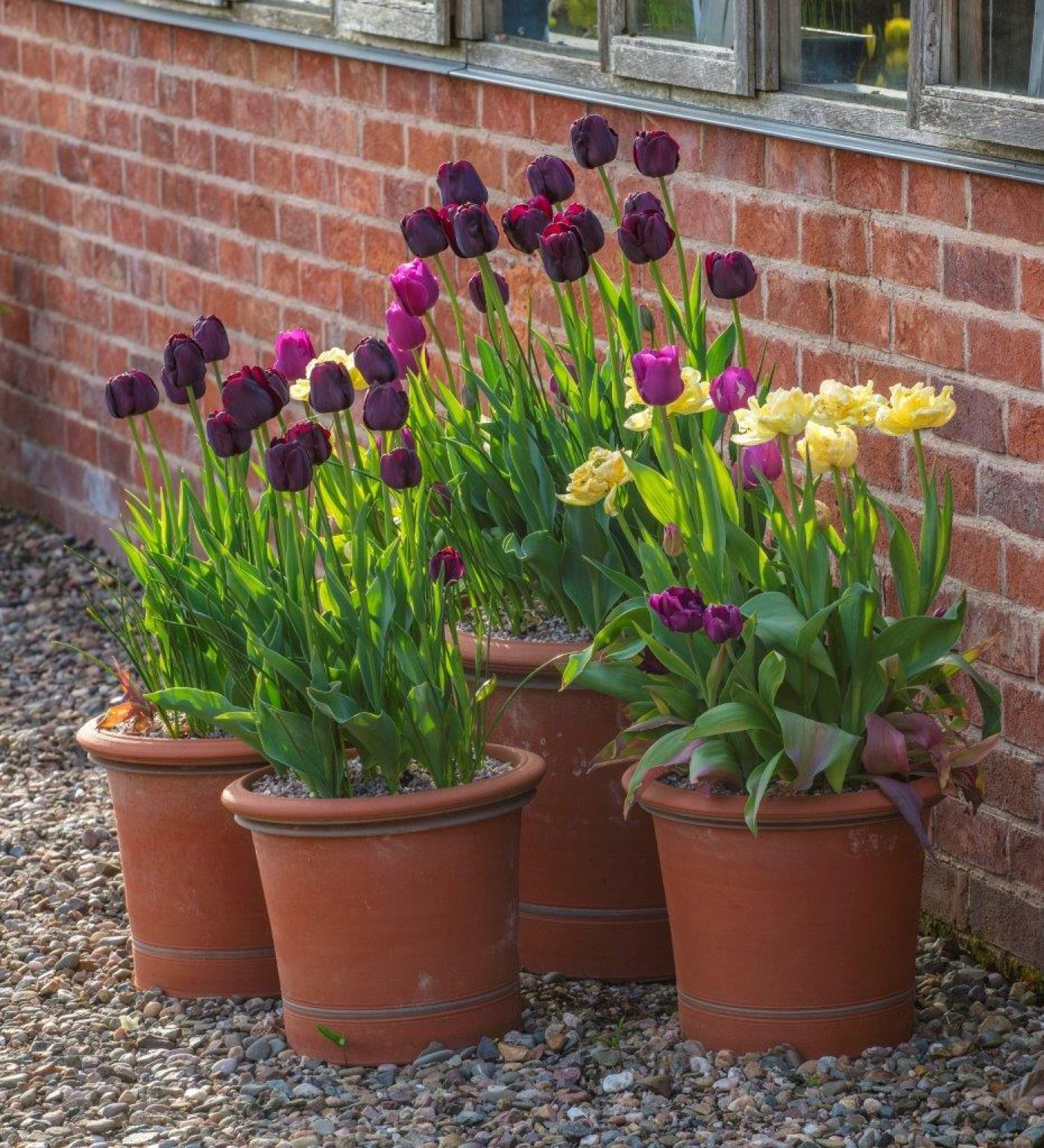 Pots of colour