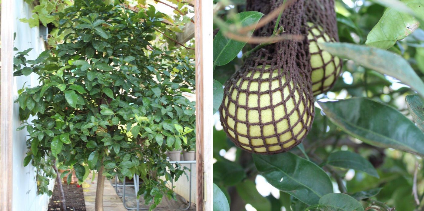 Growing Grapefruits