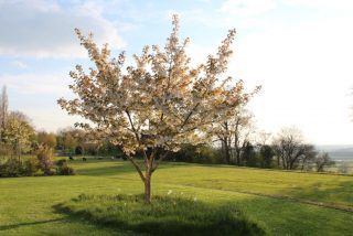 Thumbs Up UK Magic Sakura – Árbol en miniatura, talla única, color