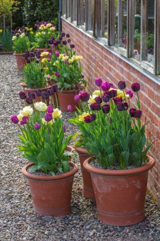 Pots of colour