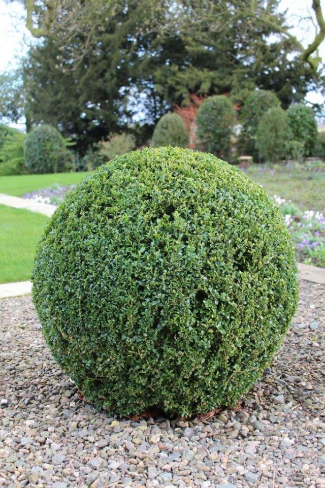 Box Topiary