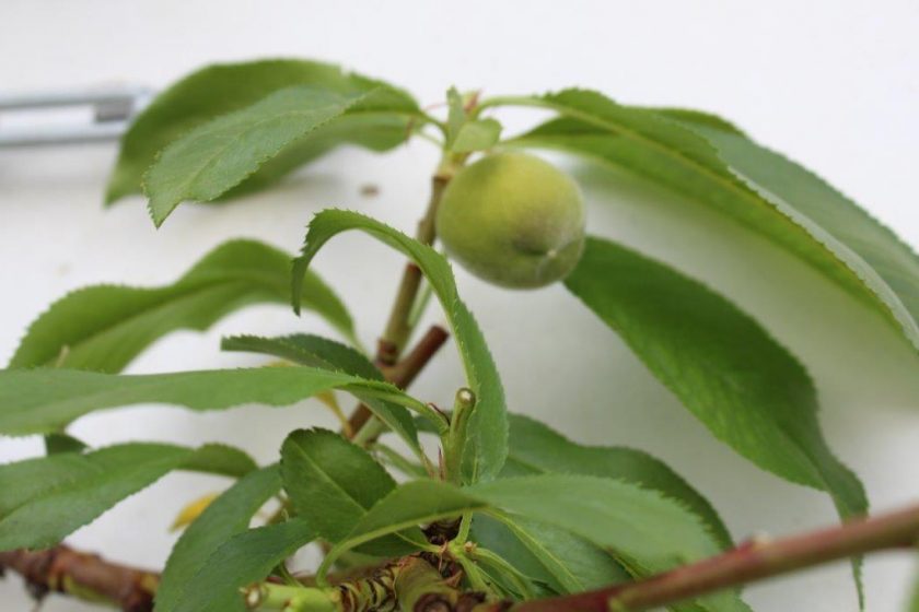 Fantrained Stone Fruit Trees in Greenhouses